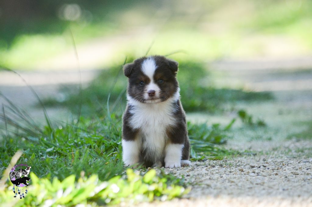 Of Eternal Dreams - Chiots disponibles - Berger Américain Miniature 