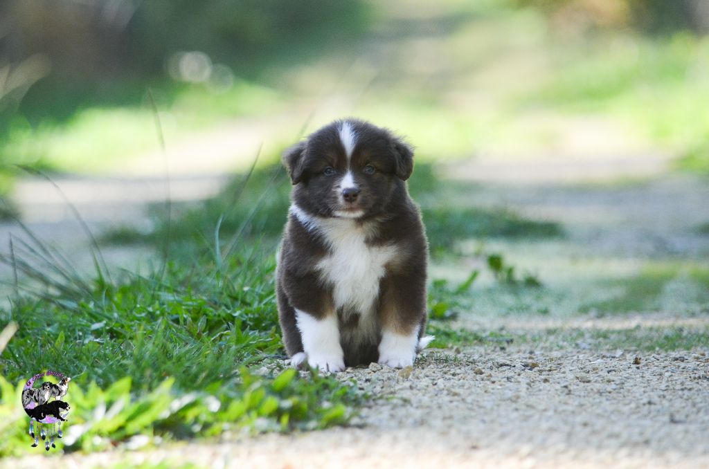 Of Eternal Dreams - Chiots disponibles - Berger Américain Miniature 