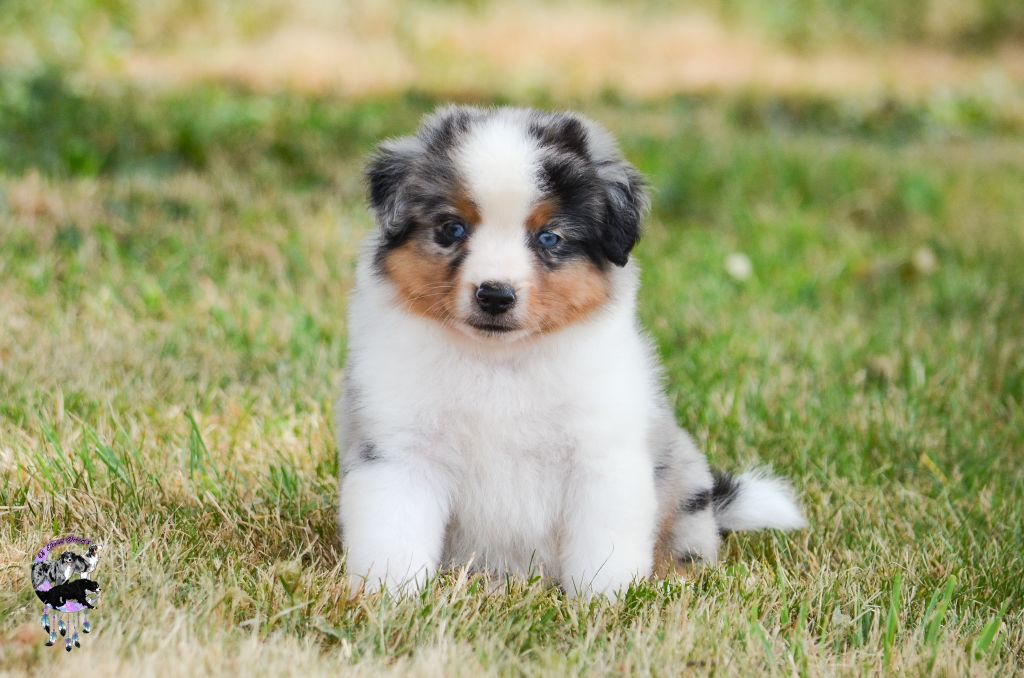 Of Eternal Dreams - Chiots disponibles - Berger Américain Miniature 