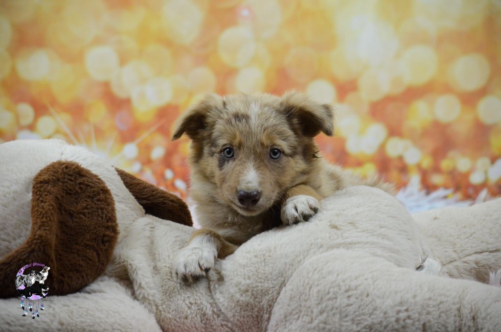 Of Eternal Dreams - Chiots disponibles - Border Collie