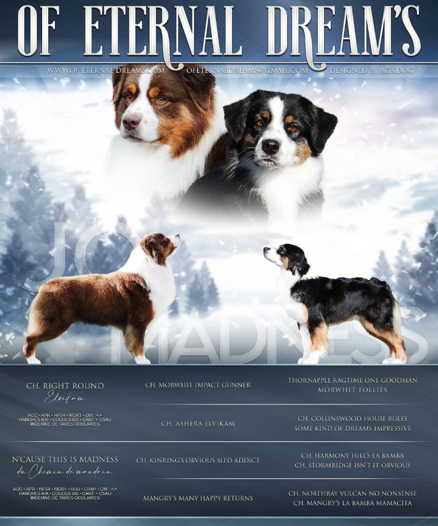 Of Eternal Dreams - Berger Australien - Portée née le 15/01/2021