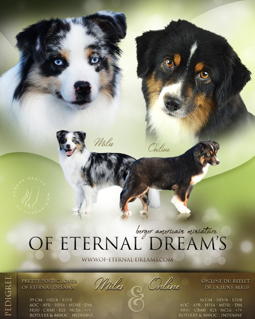 Of Eternal Dreams - Berger Américain Miniature - Portée née le 07/06/2021