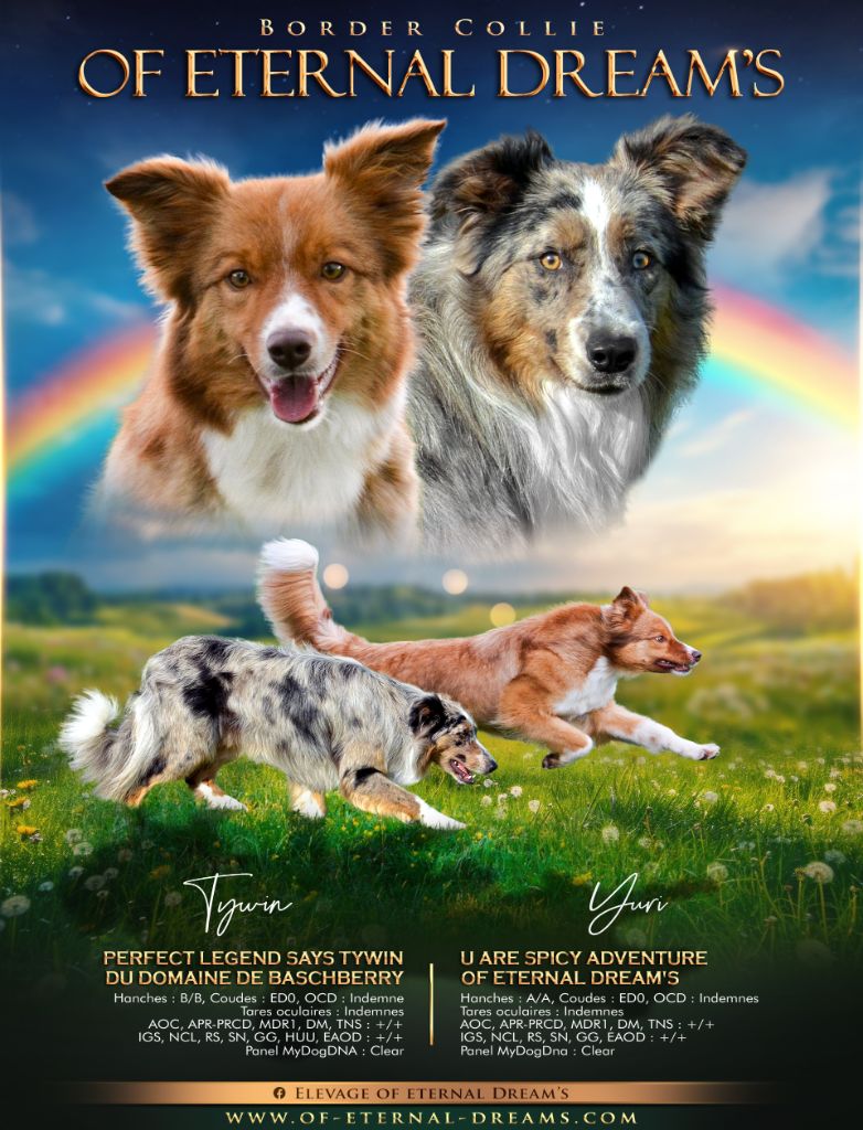 Chiot Border Collie Of Eternal Dreams