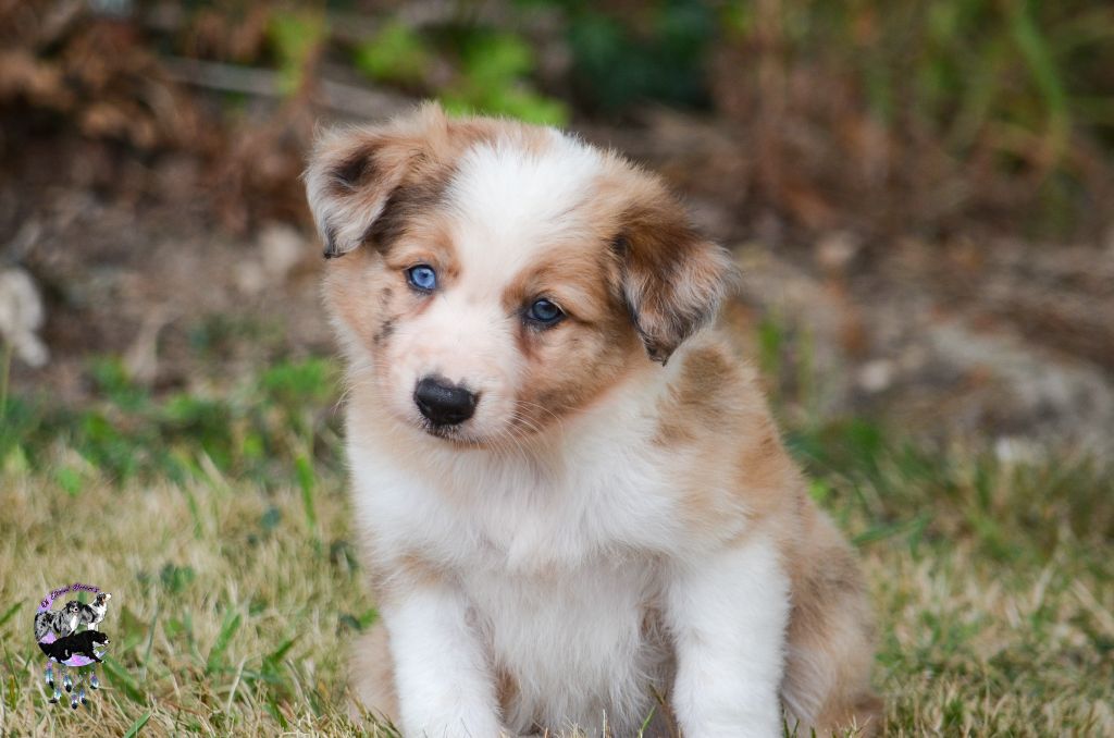 Of Eternal Dreams - Chiots disponibles - Border Collie