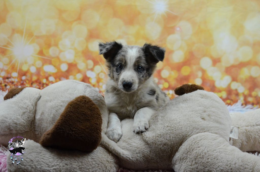Of Eternal Dreams - Chiots disponibles - Border Collie