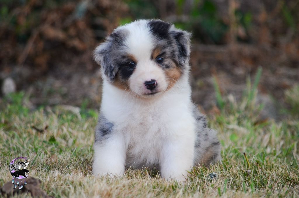 Of Eternal Dreams - Chiots disponibles - Berger Américain Miniature 