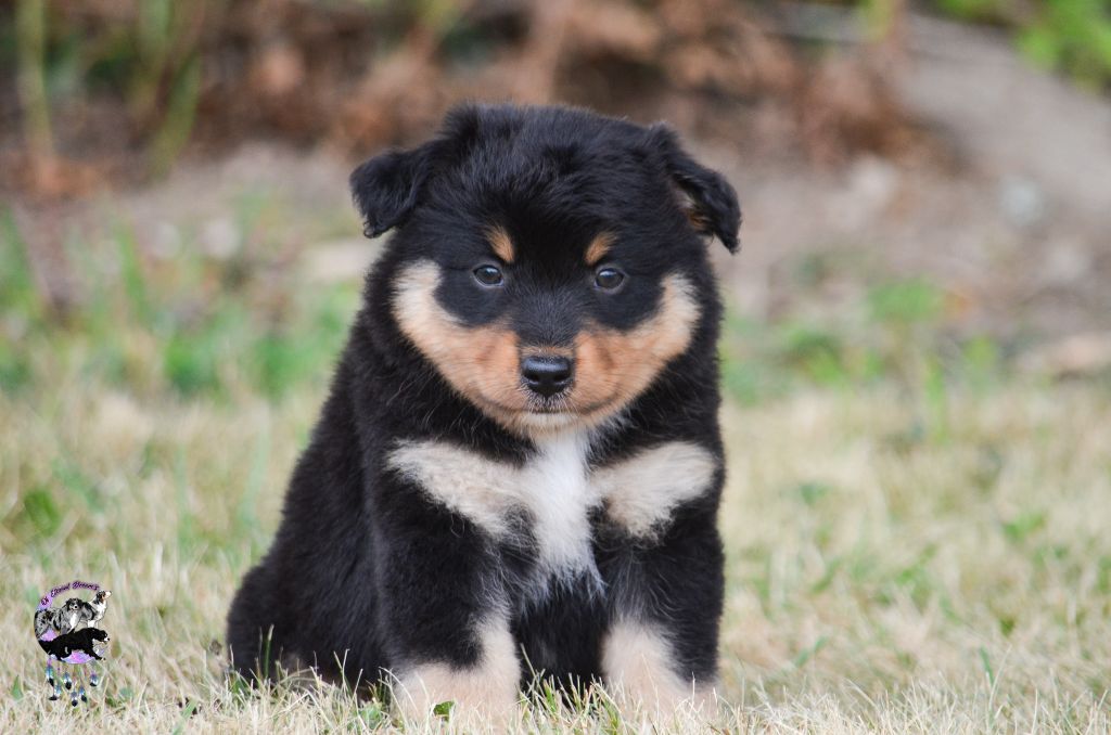 Of Eternal Dreams - Chiots disponibles - Berger Américain Miniature 