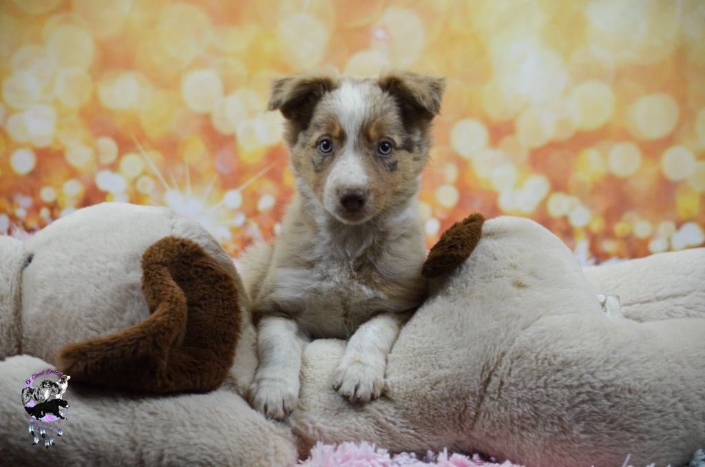 Of Eternal Dreams - Chiots disponibles - Border Collie