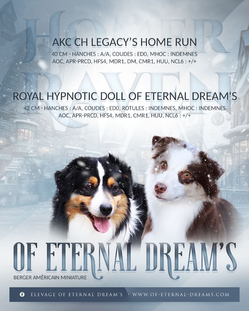Of Eternal Dreams - Berger Américain Miniature - Portée née le 06/02/2022
