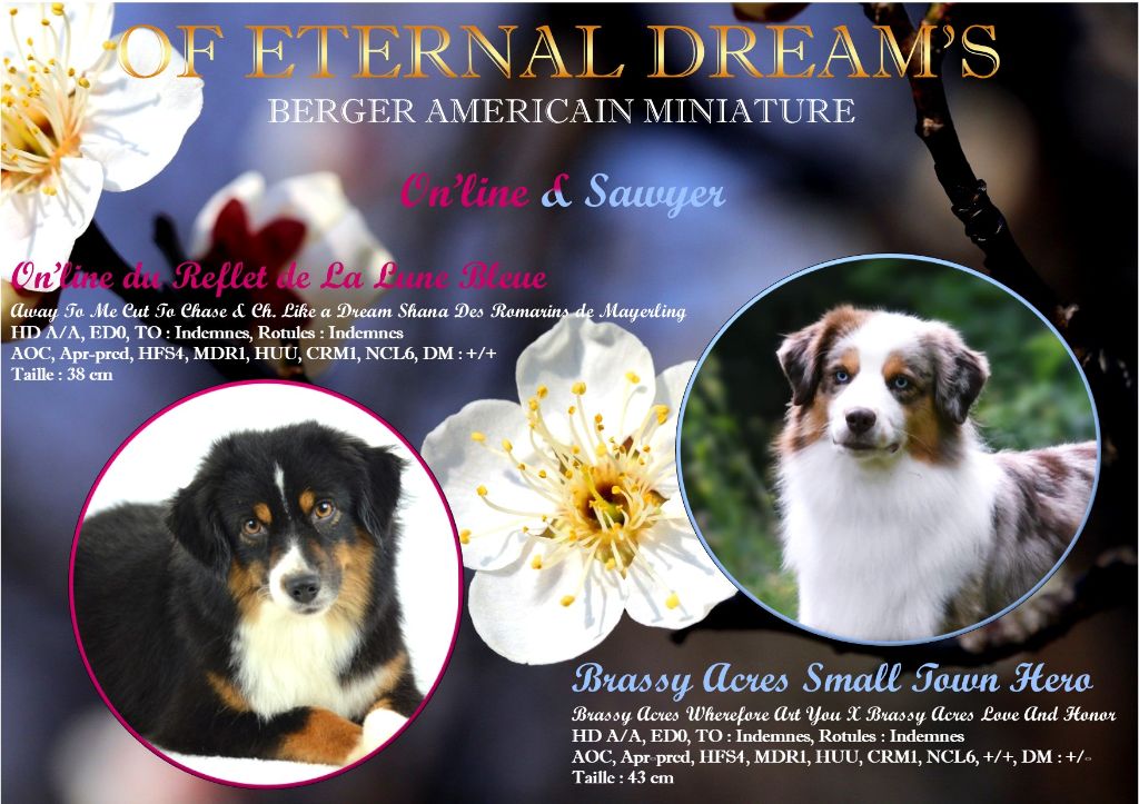 Of Eternal Dreams - Berger Américain Miniature - Portée née le 17/03/2020