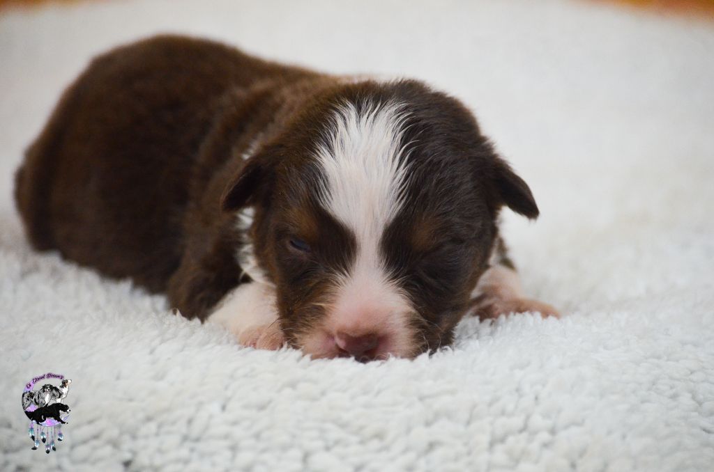 Of Eternal Dreams - Chiots disponibles - Berger Américain Miniature 