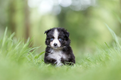 CHIOT 3