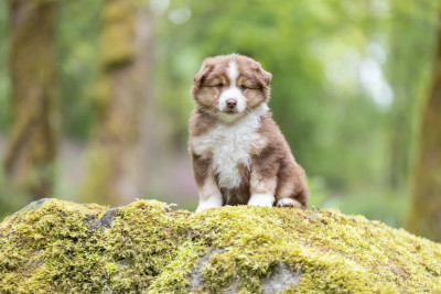 CHIOT 4