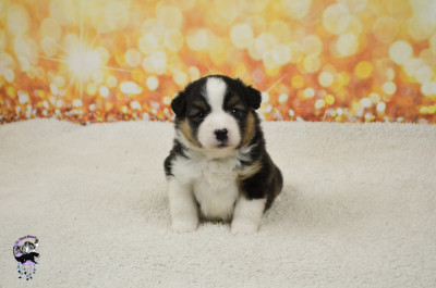Chiot N°2