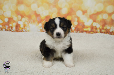 Chiot N°3