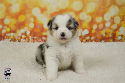 Chiot N°6