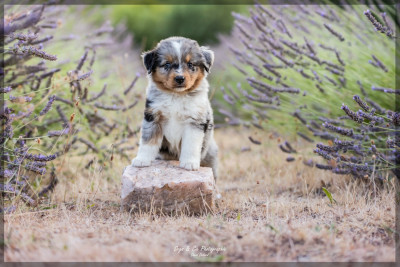 Chiot N°1