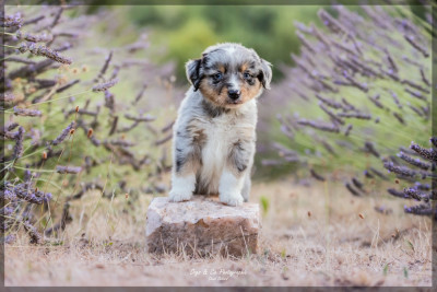 Chiot N°7