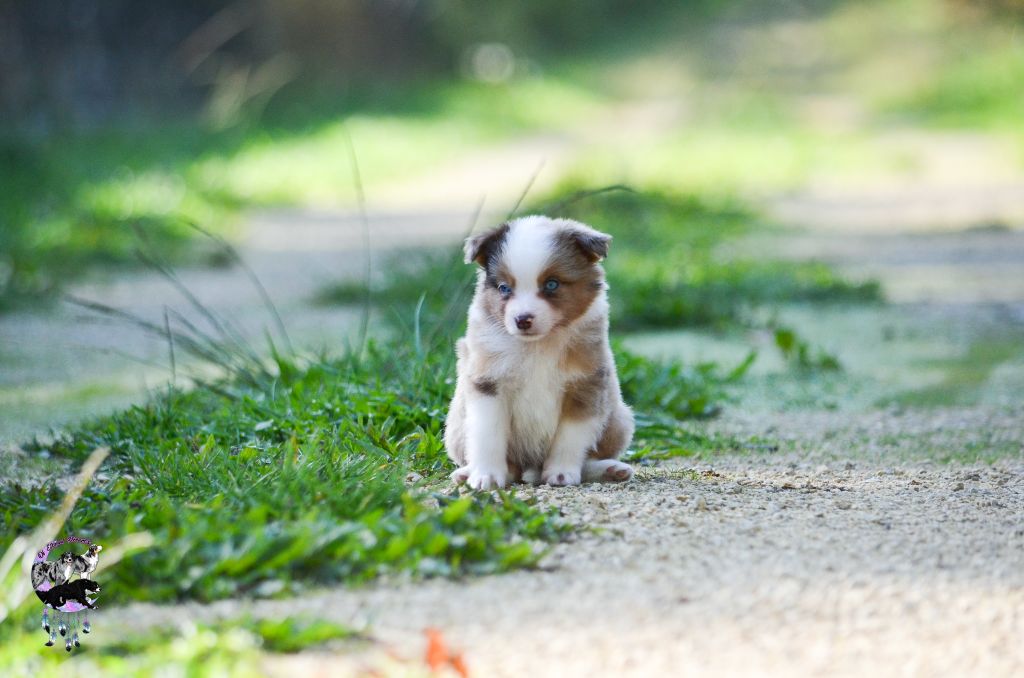 Of Eternal Dreams - Chiots disponibles - Berger Américain Miniature 