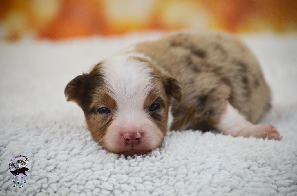 Of Eternal Dreams - Chiots disponibles - Berger Américain Miniature 
