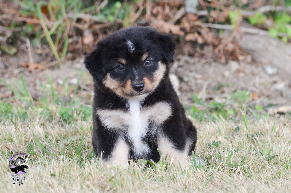 Of Eternal Dreams - Chiots disponibles - Berger Américain Miniature 