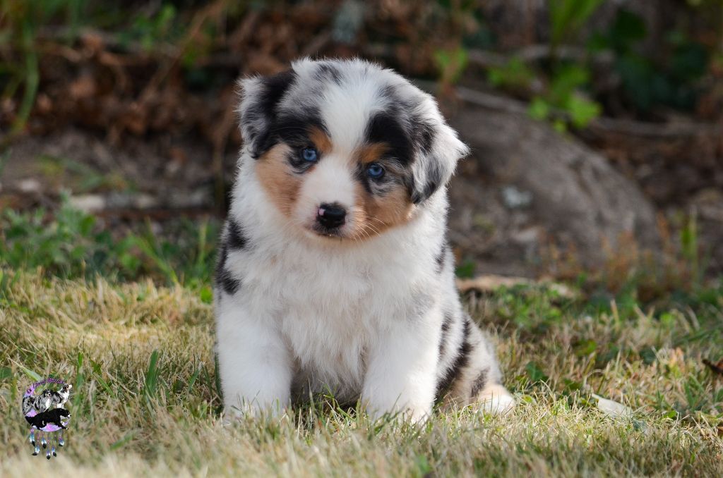 Of Eternal Dreams - Chiots disponibles - Berger Américain Miniature 