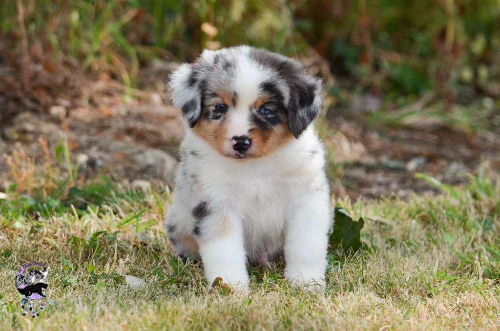Of Eternal Dreams - Chiots disponibles - Berger Américain Miniature 