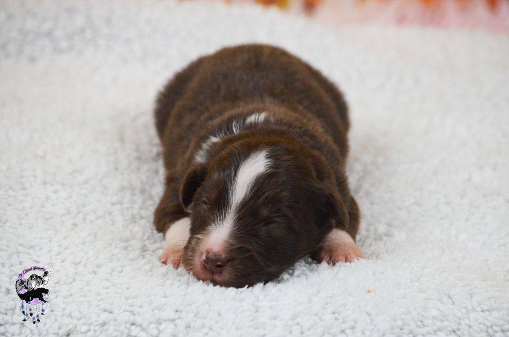 Of Eternal Dreams - Chiots disponibles - Berger Américain Miniature 