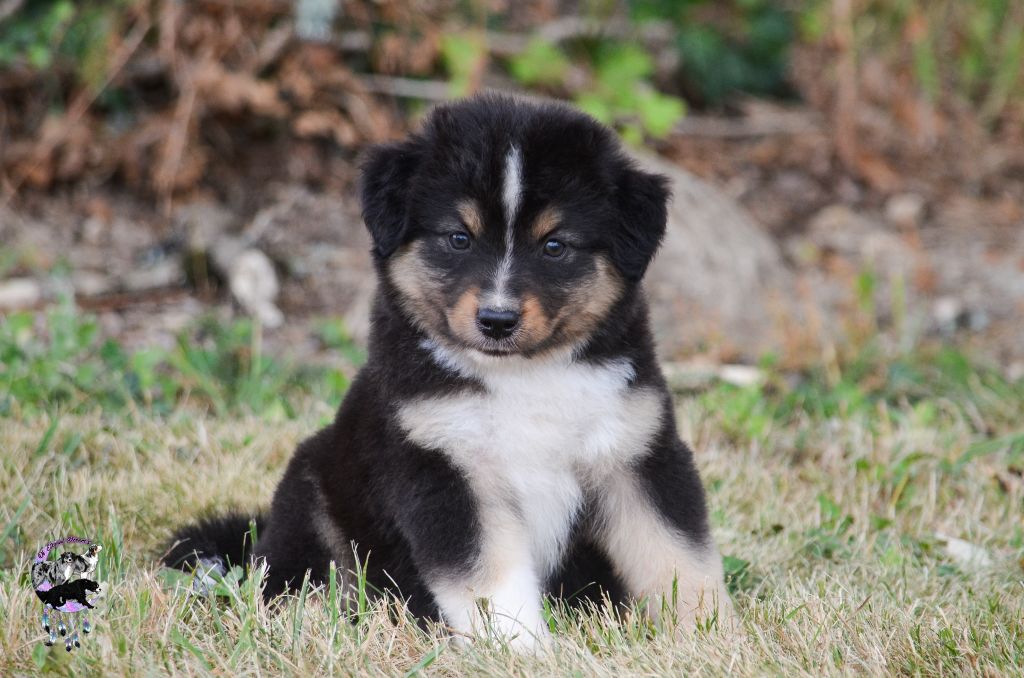 Of Eternal Dreams - Chiots disponibles - Berger Américain Miniature 