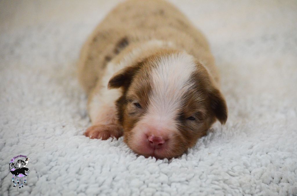 Of Eternal Dreams - Chiots disponibles - Berger Américain Miniature 