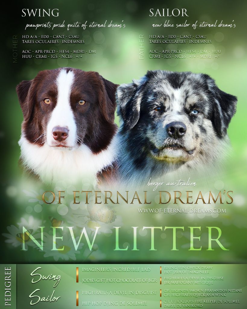 Of Eternal Dreams - Berger Australien - Portée née le 28/04/2021