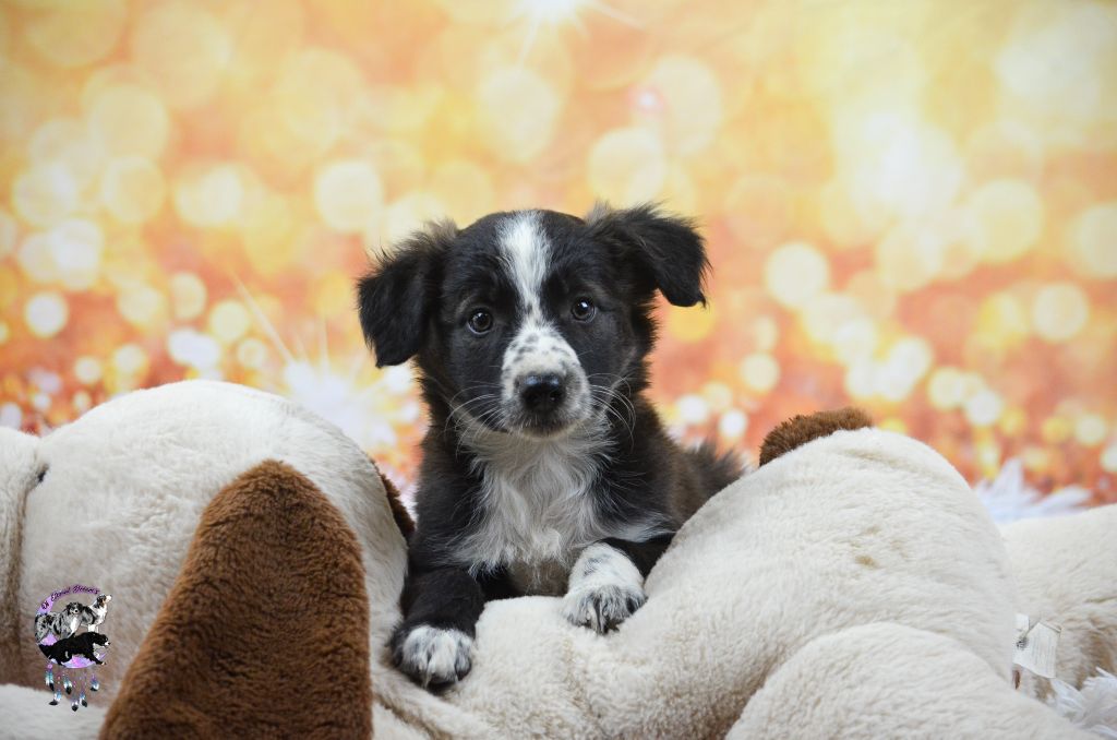 Of Eternal Dreams - Chiots disponibles - Border Collie