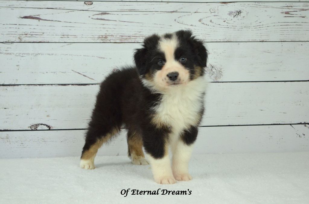 Of Eternal Dreams - Berger Australien - Portée née le 04/12/2019